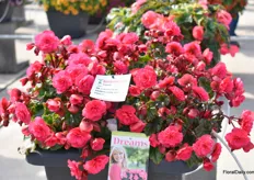 The Vermillion Hot Pink is the little sister of the award winning Vermillion Red. The Hot Pink is a strong plant with as good a garden performance and weather tolerance as her sister.